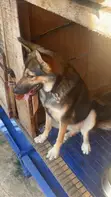 German Shepherd Mace, Shekaru 6-12 - 3