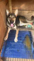 German Shepherd Mace, Shekaru 6-12 - 4