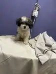 Shikashin Shih Tzu Namiji Mai Kyau, Watan 1-3 - 1
