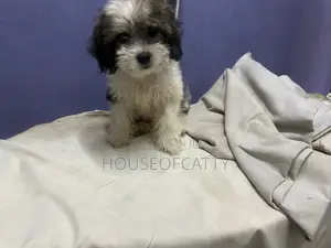 1-3 Months Male Purebred Shih Tzu Puppy