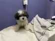 Shikashin Shih Tzu Namiji Mai Kyau, Watan 1-3 - 3