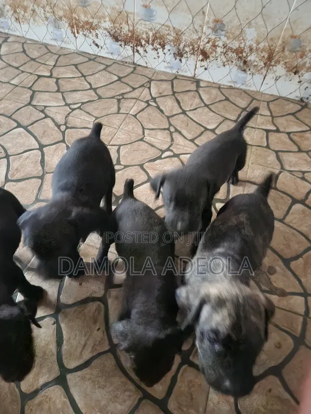 Purebred Boerboel Puppy (1-3 Months) - 1