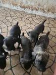 Purebred Boerboel Puppy (1-3 Months) - 1