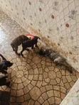 Purebred Boerboel Puppy (1-3 Months) - 2