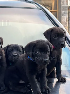 Zuriya Cane Corso Yar Yarinya (Mata, 1-3 Watan)