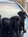 Purebred Cane Corso Puppy (Female, 1-3 Months) - 1