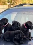 Purebred Cane Corso Puppy (Female, 1-3 Months) - 2