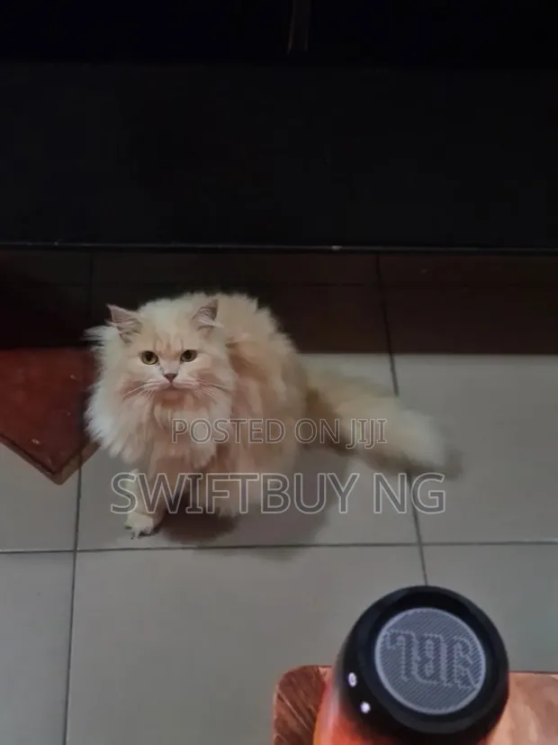 Purebred Persian Cat - 1+ Year Female - 1