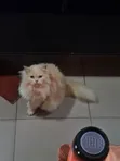 Purebred Persian Cat - 1+ Year Female - 1