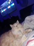 Purebred Persian Cat - 1+ Year Female - 2