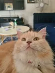 Purebred Persian Cat - 1+ Year Female - 3