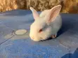 Healthy Pet Bunny for Sale - 1