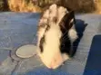 Healthy Pet Bunny for Sale - 2