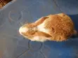 Healthy Pet Bunny for Sale - 3