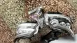 Lexus GX460 Headlight (Used) - 3