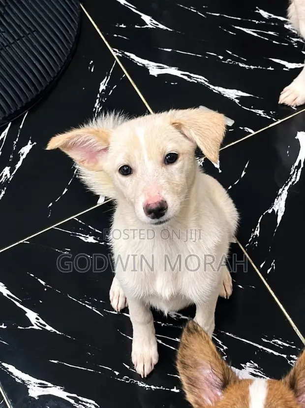 Yarinyar American Eskimo Mai Tsarki, 1-3 Watan Haifuwa - 1