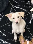 Yarinyar American Eskimo Mai Tsarki, 1-3 Watan Haifuwa - 1