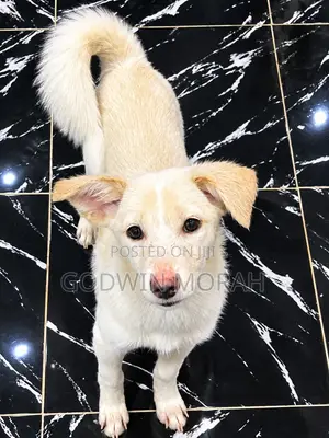 Yarinyar American Eskimo Mai Tsarki, 1-3 Watan Haifuwa