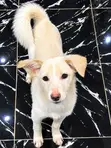 Yarinyar American Eskimo Mai Tsarki, 1-3 Watan Haifuwa - 2