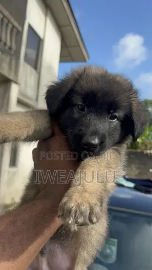 Purebred German Shepherd Puppy (1-3 Months)