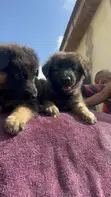 Purebred German Shepherd Puppy (1-3 Months) - 2