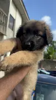 Purebred German Shepherd Puppy (1-3 Months) - 3