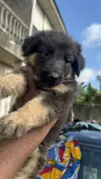 Purebred German Shepherd Puppy (1-3 Months) - 4