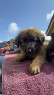 Purebred German Shepherd Puppy (1-3 Months) - 5