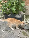Female Tabby Kitten (0-1 Month) - 2