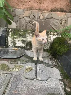 Female Tabby Kitten (0-1 Month)