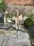 Female Tabby Kitten (0-1 Month) - 3