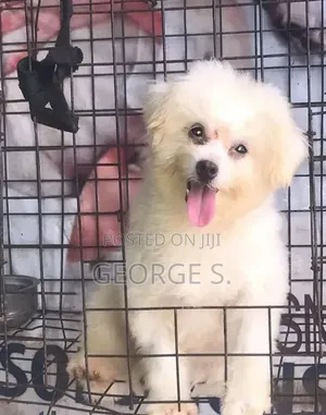 1+ Year Old Female Purebred Lhasa Apso