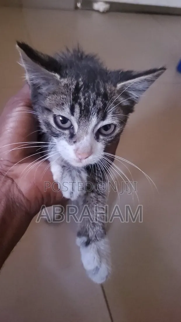 Male Mixed Breed American Shorthair Kitten - 1
