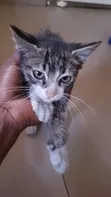 Male Mixed Breed American Shorthair Kitten - 1