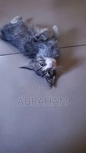 Male Mixed Breed American Shorthair Kitten