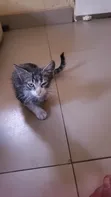 Male Mixed Breed American Shorthair Kitten - 3