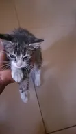 Male Mixed Breed American Shorthair Kitten - 4