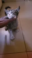Male Mixed Breed American Shorthair Kitten - 5