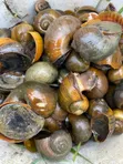 Kifin Ruwa Mai Sanyi/Isawuru - 500g - 2