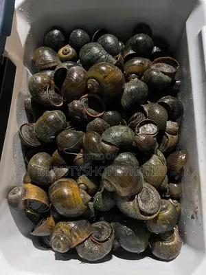 Fresh Water Snail/Isawuru - 500g