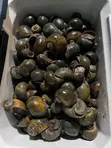 Kifin Ruwa Mai Sanyi/Isawuru - 500g - 3