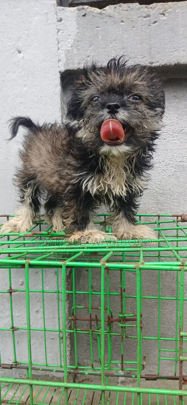 Purebred Lhasa Apso Puppy - 1-3 Months Old - 1