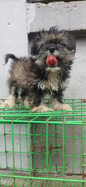 Purebred Lhasa Apso Puppy - 1-3 Months Old
