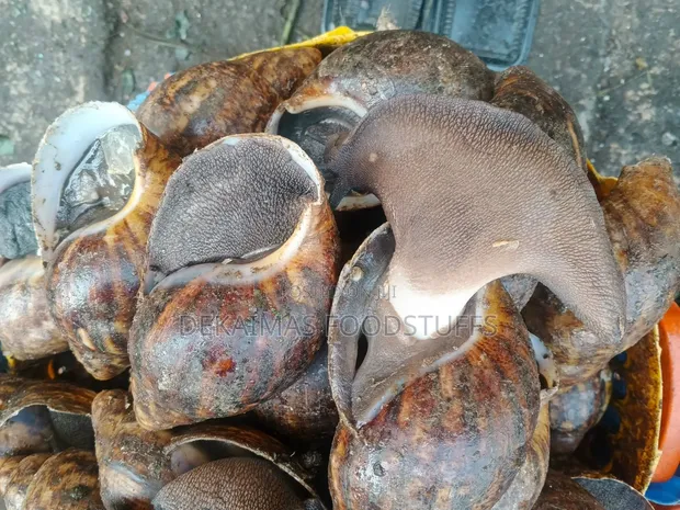 Jumbo Snails Available in Lagos State - 1