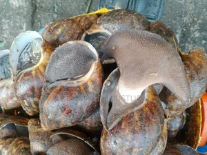 Jumbo Snails Available in Lagos State