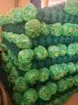 Green Coated Mesh Wire - 1