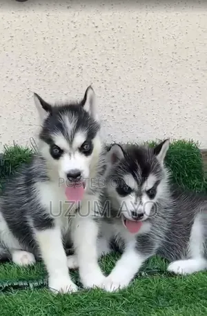 Female Siberian Husky Puppy (1-3 Months)