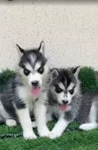 Female Siberian Husky Puppy (1-3 Months) - 1