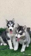 Female Siberian Husky Puppy (1-3 Months) - 2