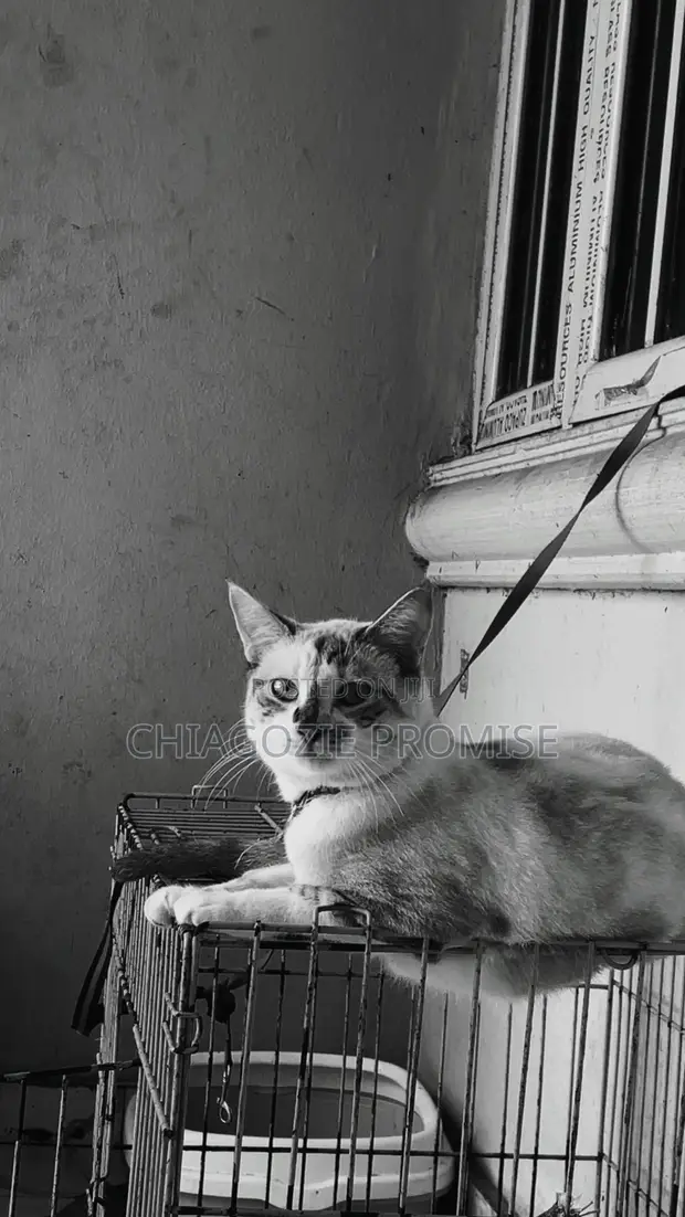 Female Mixed Breed Cat - 1+ Year Old - 1